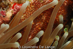 Amphiprion allardi (twobar anemone fish) eggs by Louwrens De Lange 